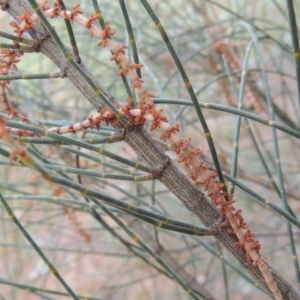 Allocasuarina verticillata at Calwell, ACT - 8 Oct 2015 07:15 PM