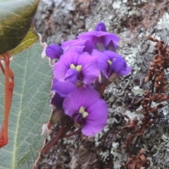 Hardenbergia violacea (False Sarsaparilla) at Calwell, ACT - 8 Oct 2015 by michaelb