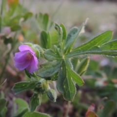 Geranium solanderi (Native Geranium) at Calwell, ACT - 8 Oct 2015 by michaelb