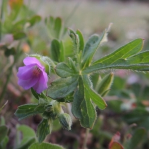 Geranium solanderi at Calwell, ACT - 8 Oct 2015 07:22 PM