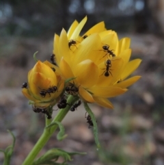 Xerochrysum viscosum (Sticky Everlasting) at Tuggeranong Hill - 8 Oct 2015 by michaelb