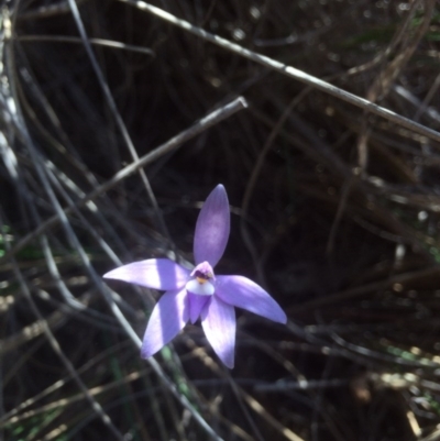 Glossodia major (Wax Lip Orchid) at Bruce Ridge - 15 Oct 2015 by jks