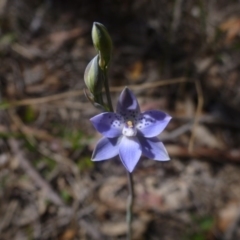 Thelymitra juncifolia (Dotted Sun Orchid) at Bruce, ACT - 16 Oct 2015 by jksmits