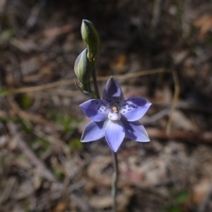 Thelymitra juncifolia at Point 99 - 16 Oct 2015