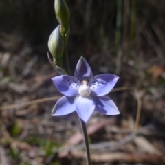 Thelymitra juncifolia at Point 99 - 16 Oct 2015