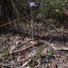 Thelymitra juncifolia at Point 99 - 16 Oct 2015