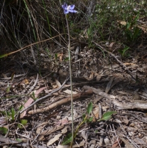 Thelymitra juncifolia at Point 99 - suppressed