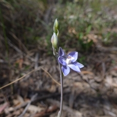 Thelymitra juncifolia at Point 99 - 16 Oct 2015