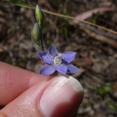 Thelymitra juncifolia at Point 99 - 16 Oct 2015