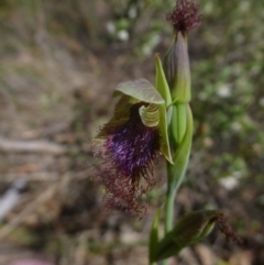 Calochilus platychilus (Purple Beard Orchid) at Bruce Ridge - 16 Oct 2015 by jks