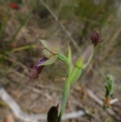 Calochilus platychilus at Point 99 - 16 Oct 2015