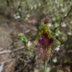 Calochilus platychilus at Point 99 - 16 Oct 2015