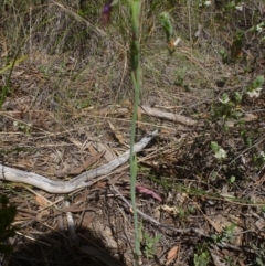 Calochilus platychilus at Point 99 - 16 Oct 2015