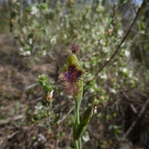 Calochilus platychilus at Point 99 - 16 Oct 2015