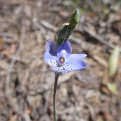 Thelymitra juncifolia (Dotted Sun Orchid) at Bruce, ACT - 16 Oct 2015 by jksmits