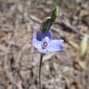 Thelymitra juncifolia at Bruce, ACT - 16 Oct 2015