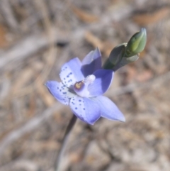 Thelymitra juncifolia at Bruce, ACT - 16 Oct 2015
