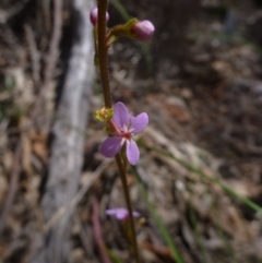 Stylidium graminifolium (Grass Triggerplant) at Bruce Ridge - 16 Oct 2015 by jks