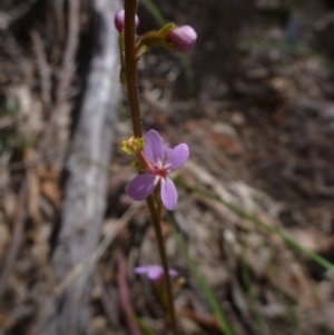 Stylidium graminifolium at Bruce, ACT - 16 Oct 2015 12:16 PM