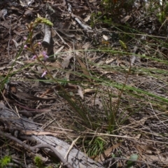 Stylidium graminifolium at Bruce, ACT - 16 Oct 2015