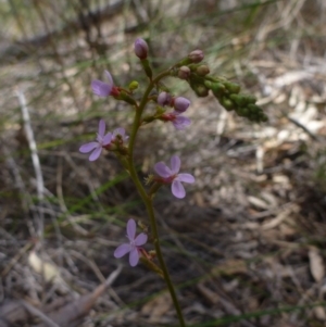 Stylidium graminifolium at Bruce, ACT - 16 Oct 2015 12:16 PM