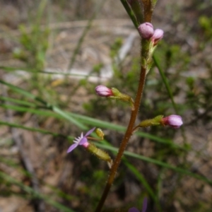 Stylidium graminifolium at Bruce, ACT - 16 Oct 2015 12:16 PM