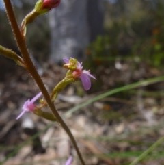 Stylidium graminifolium at Bruce, ACT - 16 Oct 2015 12:16 PM