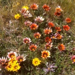 Gazania x splendens (Gazania) at Canberra, ACT - 16 Oct 2015 by Mike