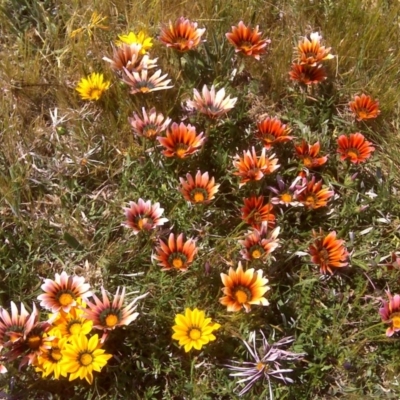 Gazania x splendens (Gazania) at Canberra, ACT - 16 Oct 2015 by Mike