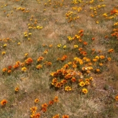 Gazania x splendens at Canberra, ACT - 16 Oct 2015