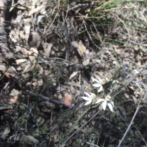 Caladenia moschata at Bruce, ACT - suppressed