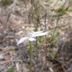 Caladenia moschata (Musky Caps) at Bruce, ACT - 16 Oct 2015 by jks