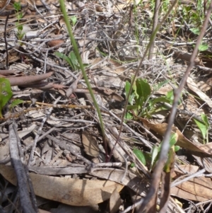 Caladenia moschata at Bruce, ACT - 16 Oct 2015