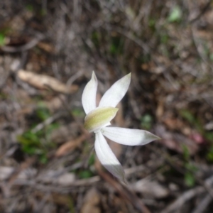 Caladenia moschata at Bruce, ACT - 16 Oct 2015