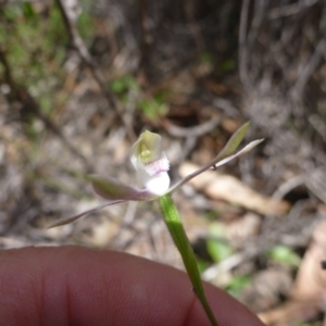 Caladenia moschata at Bruce, ACT - 16 Oct 2015