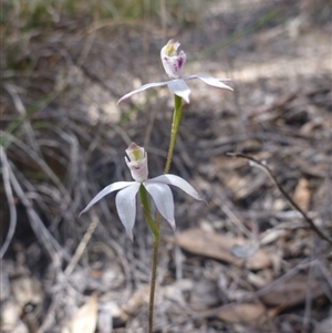 Caladenia moschata at Point 99 - suppressed