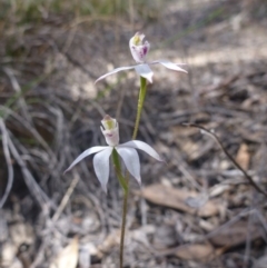 Caladenia moschata (Musky caps) at Point 99 - 16 Oct 2015 by jksmits