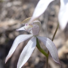 Caladenia moschata at Point 99 - suppressed