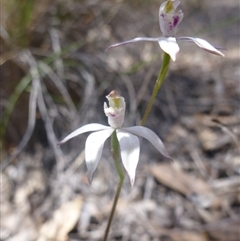 Caladenia moschata at Point 99 - suppressed