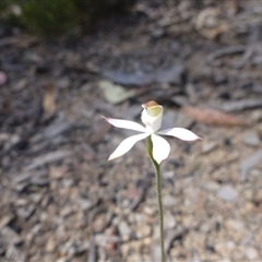 Caladenia moschata at Point 99 - suppressed