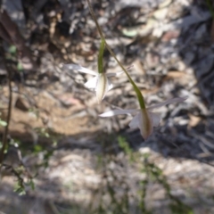 Caladenia moschata at Point 99 - suppressed