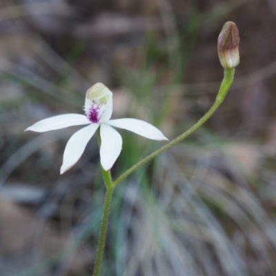 Caladenia moschata (Musky Caps) at Canberra Central, ACT - 15 Oct 2015 by KenT
