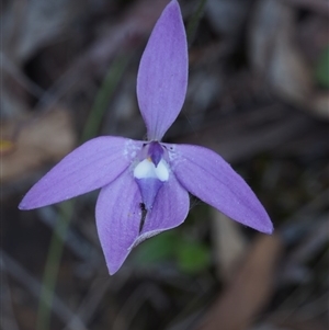 Glossodia major at Point 29 - suppressed