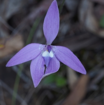 Glossodia major (Wax Lip Orchid) at Black Mountain - 15 Oct 2015 by KenT