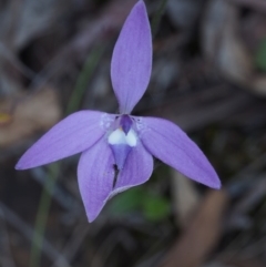 Glossodia major (Wax Lip Orchid) at Point 29 - 15 Oct 2015 by KenT