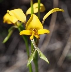 Diuris nigromontana (Black Mountain Leopard Orchid) at Black Mountain - 15 Oct 2015 by KenT