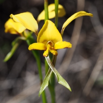 Diuris nigromontana (Black Mountain Leopard Orchid) at Black Mountain - 15 Oct 2015 by KenT