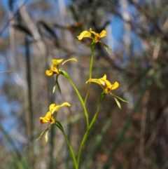 Diuris nigromontana at Canberra Central, ACT - suppressed