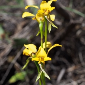 Diuris nigromontana at Canberra Central, ACT - suppressed