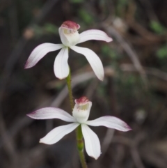 Caladenia moschata (Musky Caps) at Black Mountain - 15 Oct 2015 by KenT